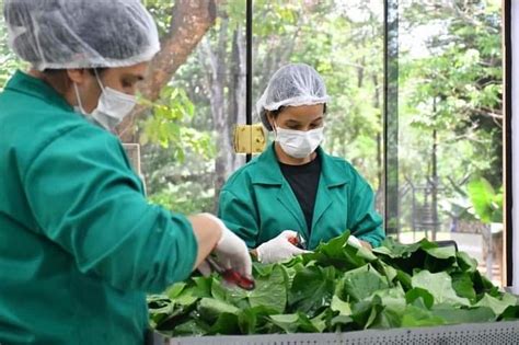 Huerto medicinal de Itaipú produjo más de 7 000 plantines y 1 700