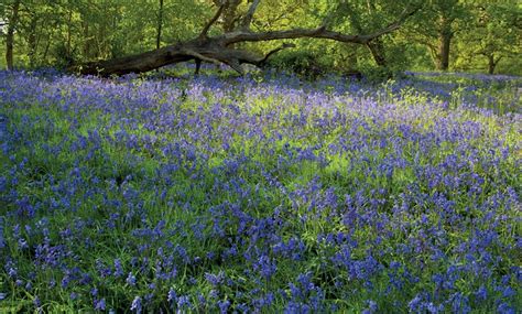 English Bluebells In The Green Collection Bulbs Groupon