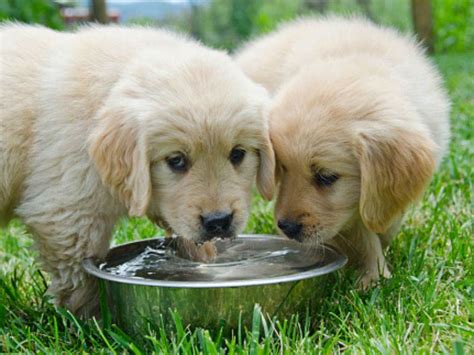 Is Your Puppy Drinking Enough Water American Kennel Club