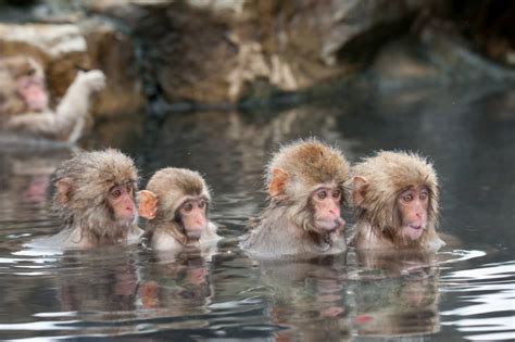 Seeing Snow Monkeys Tokyo To Jigokudani Monkey Park Tokyo Cheapo