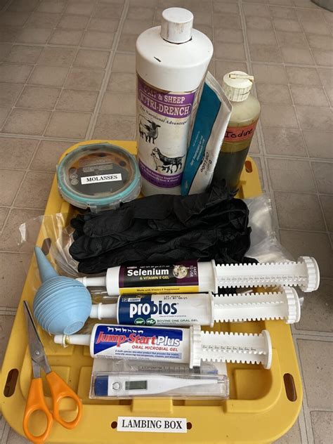 preparing  lambing season blooming joy farm