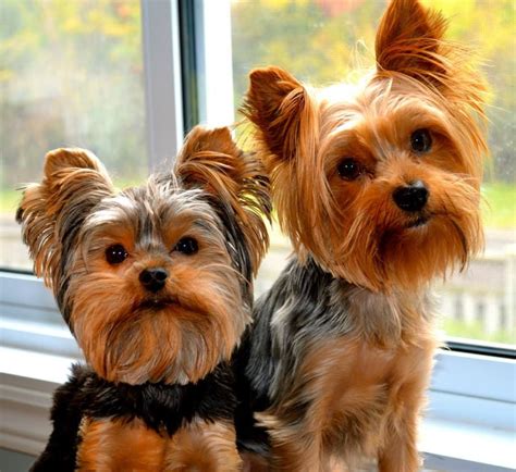 Yorkie Kennel Training - Pets Lovers