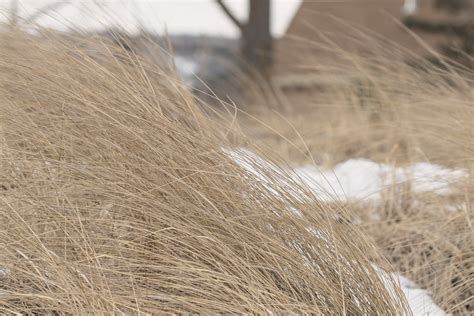 Grasses At Park Point Duluth Sharon Mollerus Flickr