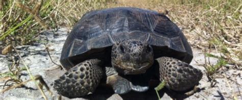 Gopher Tortoise | Florida State Parks