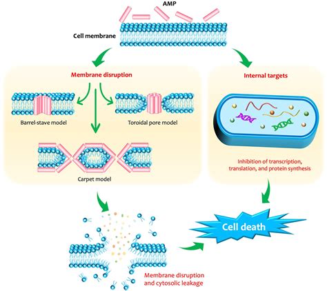 Frontiers Efficiency Of Antimicrobial Peptides Against Multidrug