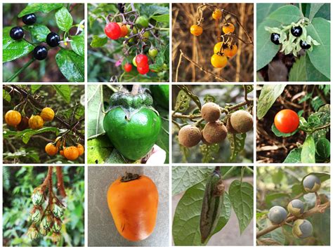 New tomato, potato family tree shows that fruit color and size evolved ...