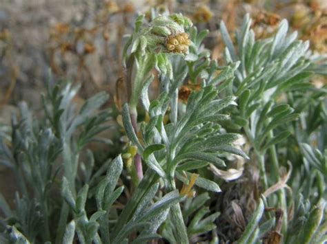 Edelraute 17535 German Common Name Artemisia Umbelliformis