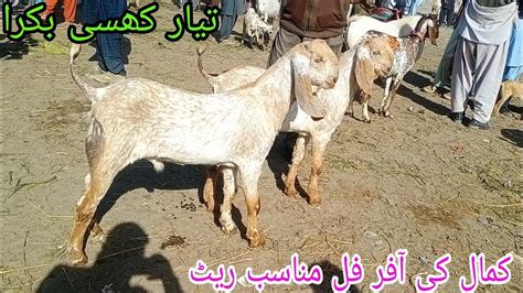 Makhi Chena Bakre Khasi Bakre Qurbani 2023 Desi Chatre Katu