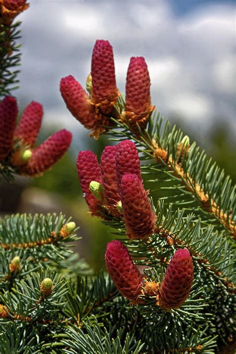 Red Tree Cones Photograph By Sally Weigand Pixels