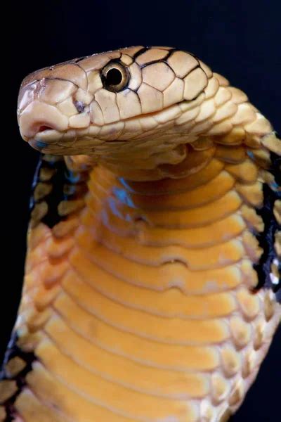 Chinese King Cobra Stock Photos Royalty Free Chinese King Cobra Images