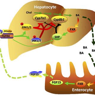 Endobiotic Functions Of Xenobiotic Receptors And Xenobiotic Enzymes In