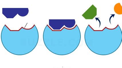 Enzyme-Substrate Complex Diagram | Quizlet