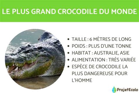 Le Plus Grand Crocodile Du Monde Lolong Un Crocodylus Porosus