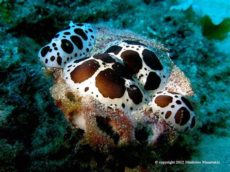 Peltodoris Atromaculata Bergh 1880