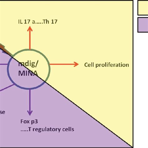 Role Of C Myc Targeting Gene Mdig Mina In Cell Growth And Immune