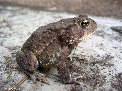 Southern Toad Alchetron The Free Social Encyclopedia