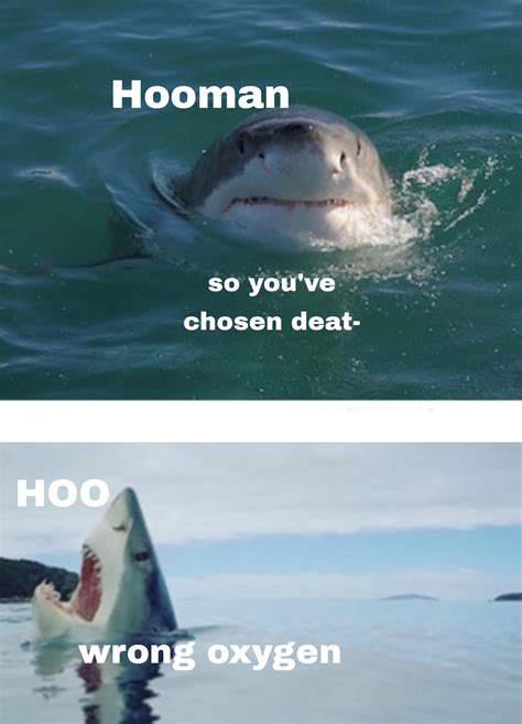 Shark meme : r/SharkMemes