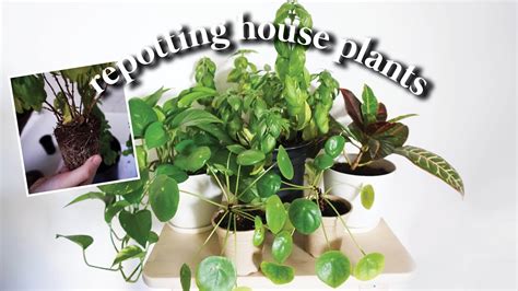 How To Repot Houseplants Basil Chinese Money Plant Golden Pothos