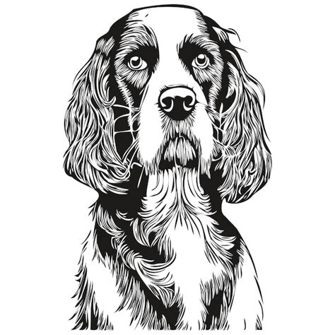 Spaniel Ingl S Springer Perro Dibujado A Mano Vector L Nea Arte Dibujo