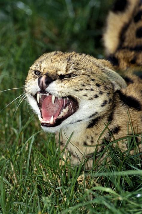 Serval Leptailurus Foto De Stock Imagem De Cara Quarto