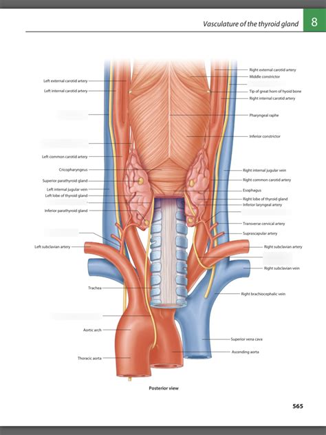 Thyroid Gland Vasculature Diagram Quizlet