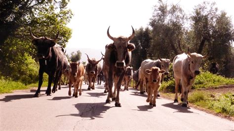 A Carpino La Festa Della Transumanza IlSipontino Net