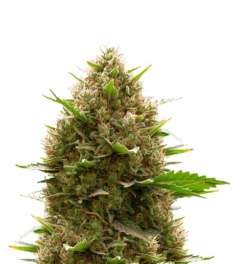 Dinafem Amnesia Kush Seeds Green Parrot