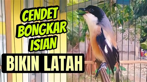 CENDET GACOR Bongkar ISIAN Merangsang EMOSI CENDET Macet Agar IKUT