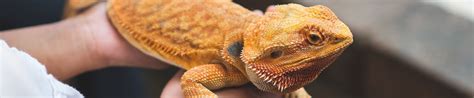 animals animals  pet supplies