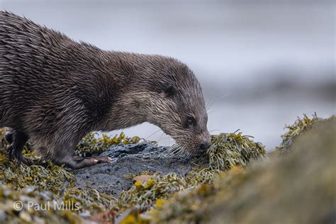 Otter Isle Of Mull Pmbrem Flickr