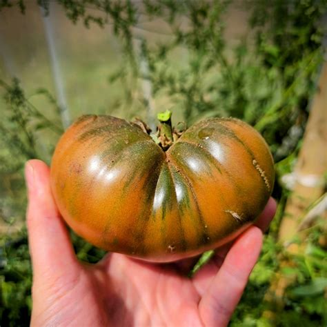 Semillas De Tomate Murano Huerto Angachilla