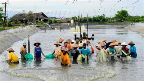 Ini Dia Proyek Shrimp Estate Di Kebumen Tambak Udang Yang Menelan