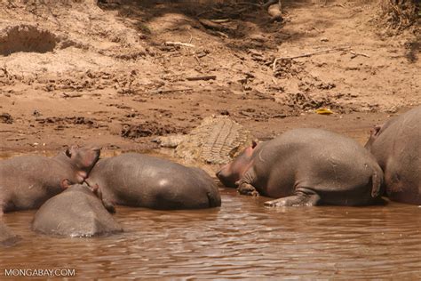 Hippos And Crocs