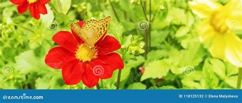 Yellow Butterfly On A Red Flower Stock Photo Image Of Spring