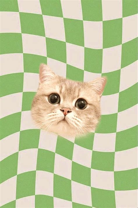 kumpulan wallpaper kucing pinterest