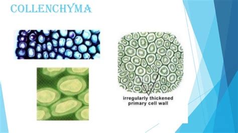 Biology STPM Collenchyma