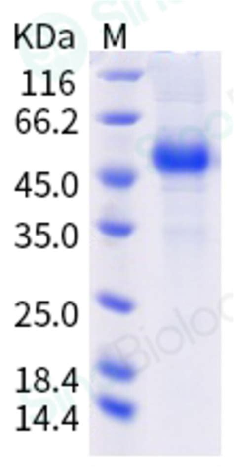 Sino Biological Human Pvrig Protein Fc Tag Ug Quantity Each Of