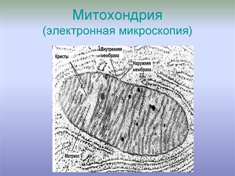 Биология как наука - online presentation