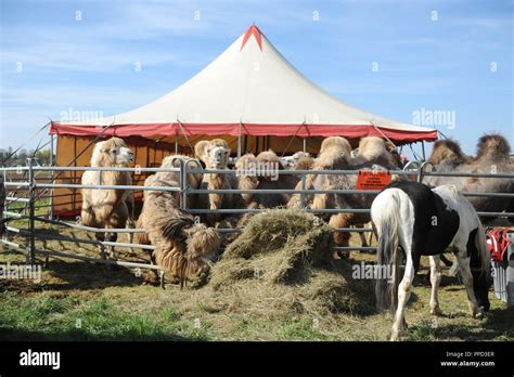 Camels In The Enclosure In Circus Kaiser In Pasing Stock Photo Alamy