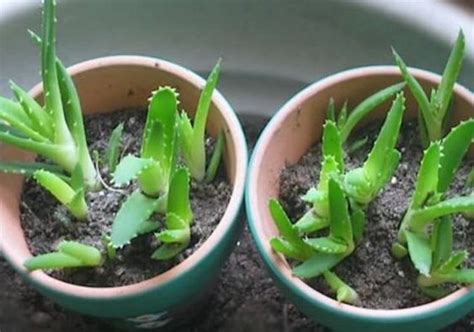 Apprenez à Cultiver Laloe Vera à La Maison Cette Plante Merveilleuse