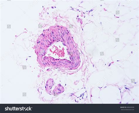 Histology Human Salivary Gland Tissue Show Stock Photo Edit Now 688669090