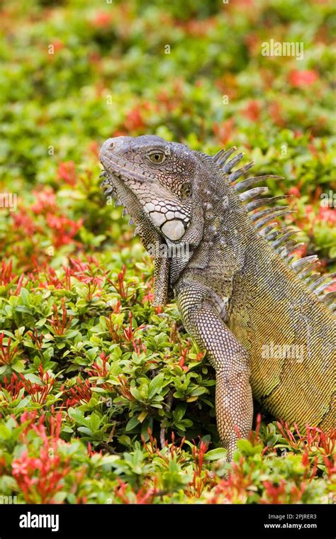 Green Iguana Green Iguana Green Iguanas Other Animals Iguanas