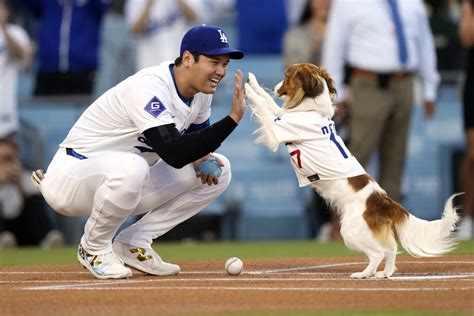 大谷の愛犬デコピンが見事に始球式を務める 本格スポーツ議論ニュースサイトRONSPO