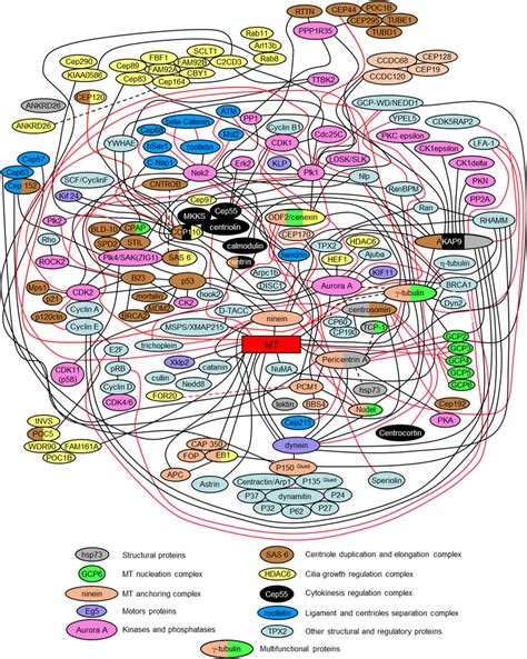 Scheme Of Protein Interactions And Functional Protein Complexes In