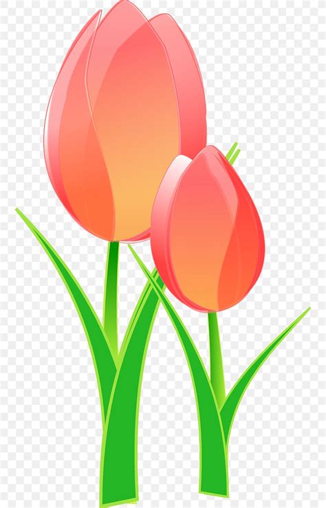 Tulip Mania Clip Art PNG 746x1280px Tulip Cut Flowers Flower