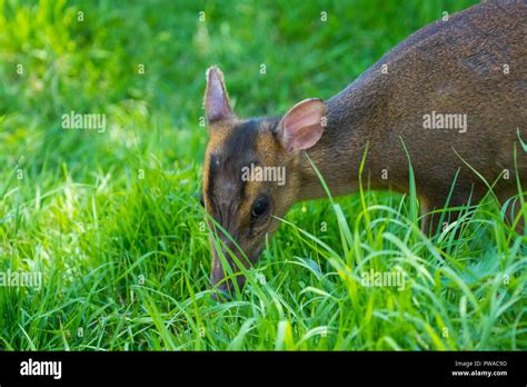 Muntjac Deer Head Close Up Stock Photo Alamy