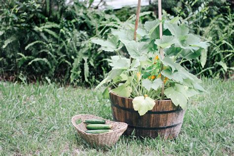 How To Grow Zucchini Vertically Types Of Tomatoes Types Of Vegetables