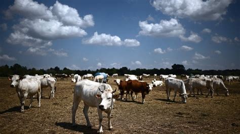 Assocarni Le Regole Ue Mettono A Rischio La Filiera Bovina Italiana