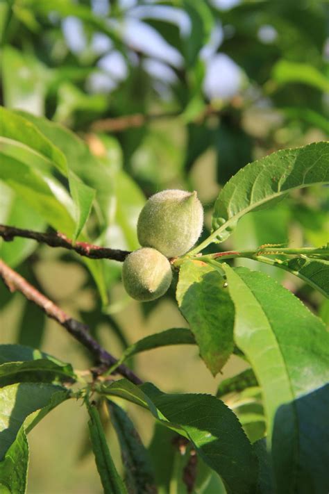 Alberi Da Frutto Che Puoi Coltivare In Casa Il Mondo Delle Donne