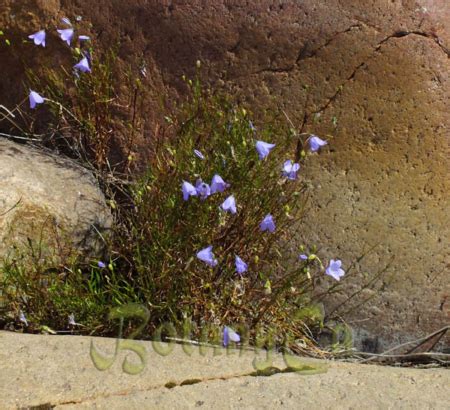 Campanula Rotundifolia Botanically Inclined Seed Adventures